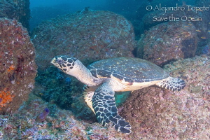 Turtle on the Rocks, Acapulco Mexico by Alejandro Topete 